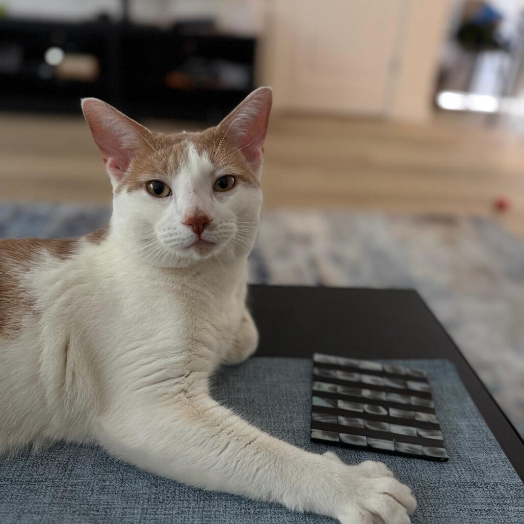 Toodia, Adoptable, Adult Male Domestic Short Hair.