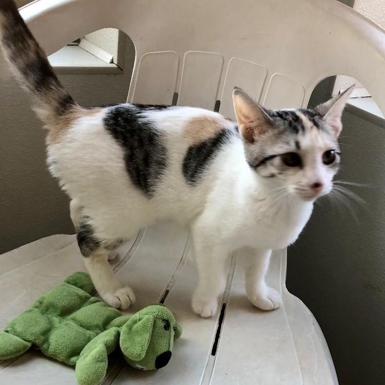 Enlarge Paisely, a Adopted Domestic Short Hair in Lodi, CA image 3/4