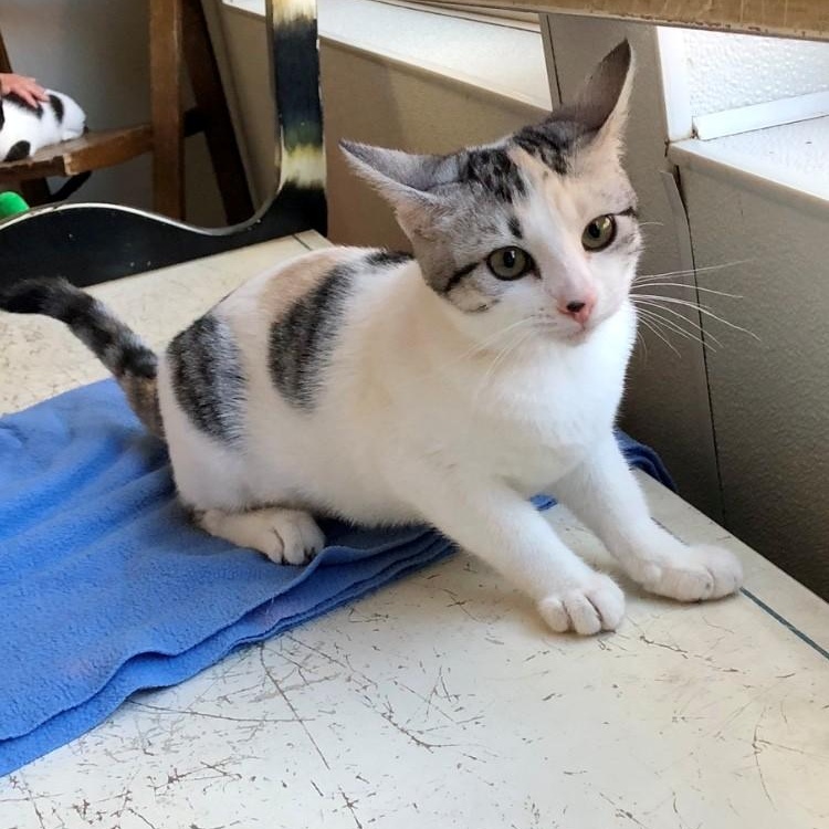 Enlarge Paisely, a Adopted Domestic Short Hair in Lodi, CA image 1/4
