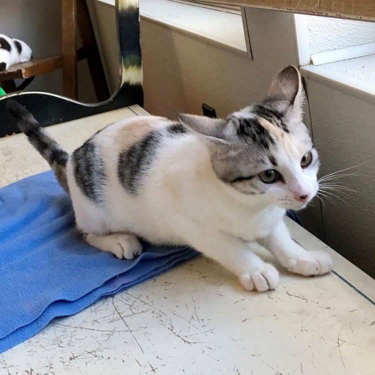 Enlarge Paisely, a Adopted Domestic Short Hair in Lodi, CA image 2/4