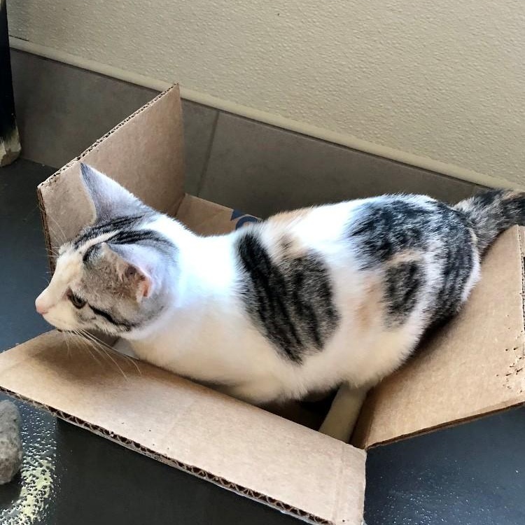 Enlarge Paisely, a Adopted Domestic Short Hair in Lodi, CA image 4/4