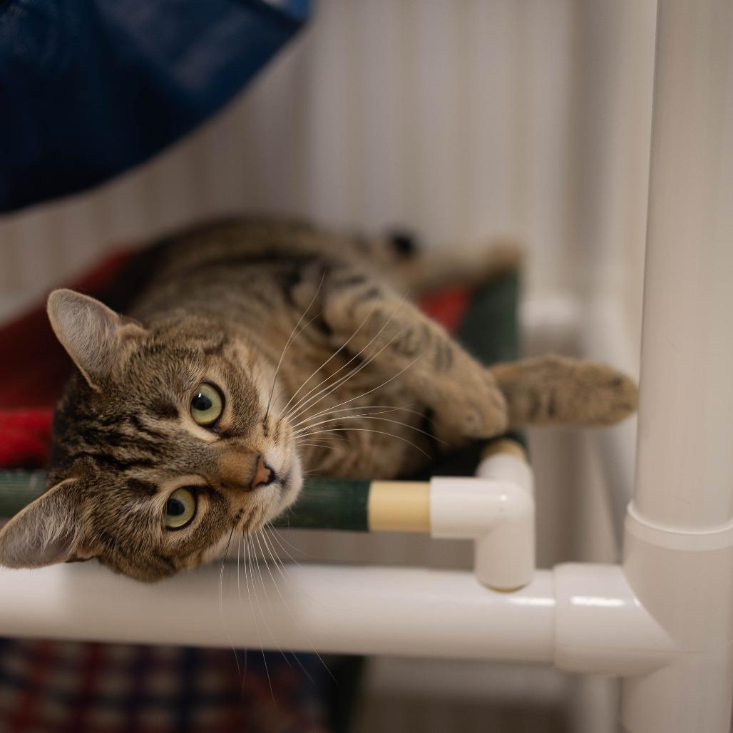 26-06 Maeve, Adoptable, Adult Female Domestic Short Hair.