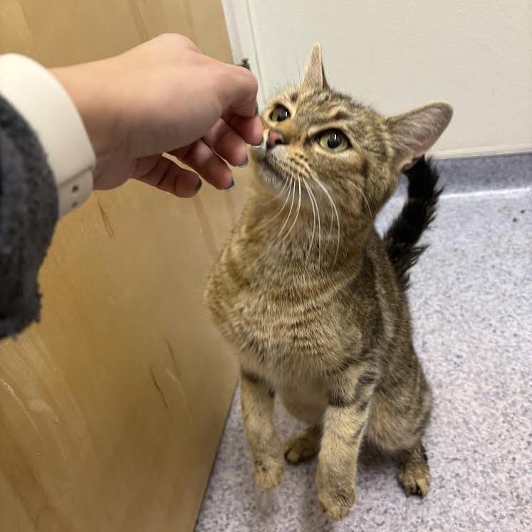 26-06 Maeve, Adoptable, Young Female Domestic Short Hair.