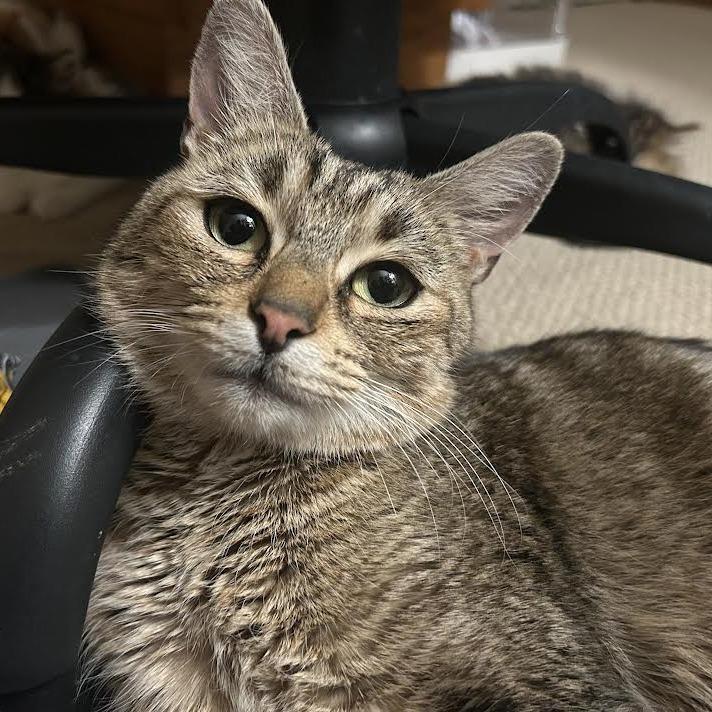 Enlarge 26-06 Maeve, a Adoptable Domestic Short Hair in North Branford, CT image 2/3