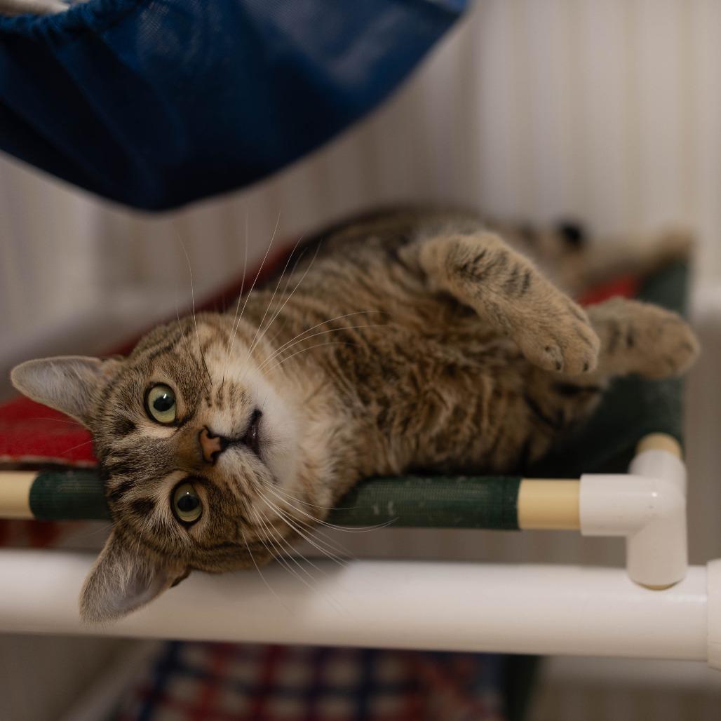 26-06 Maeve, a Adoptable Domestic Short Hair in North Branford, CT image 4/6