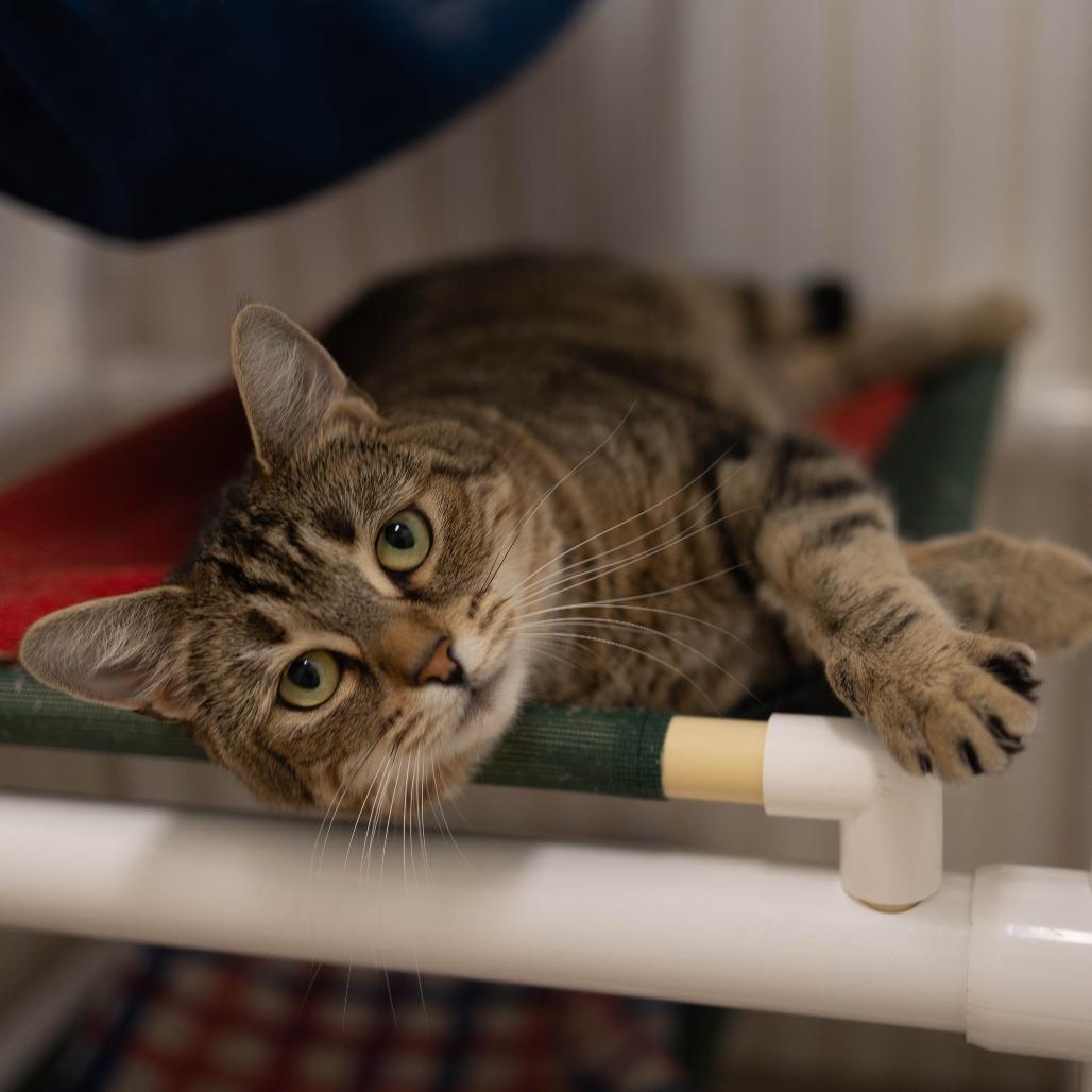 26-06 Maeve, a Adoptable Domestic Short Hair in North Branford, CT image 5/6