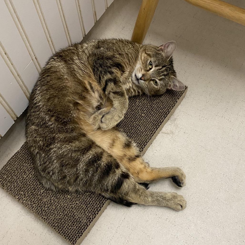 Enlarge 26-06 Maeve, a Adoptable Domestic Short Hair in North Branford, CT image 3/3