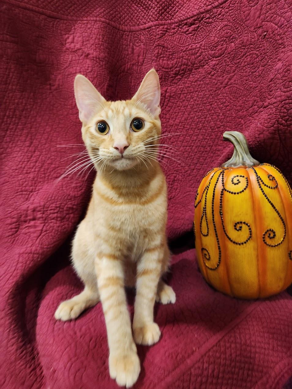 Milo, a Adoptable mixed breed in Sacramento, CA image 5/6