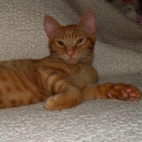 Milo, a Adoptable mixed breed in Sacramento, CA image 6/6