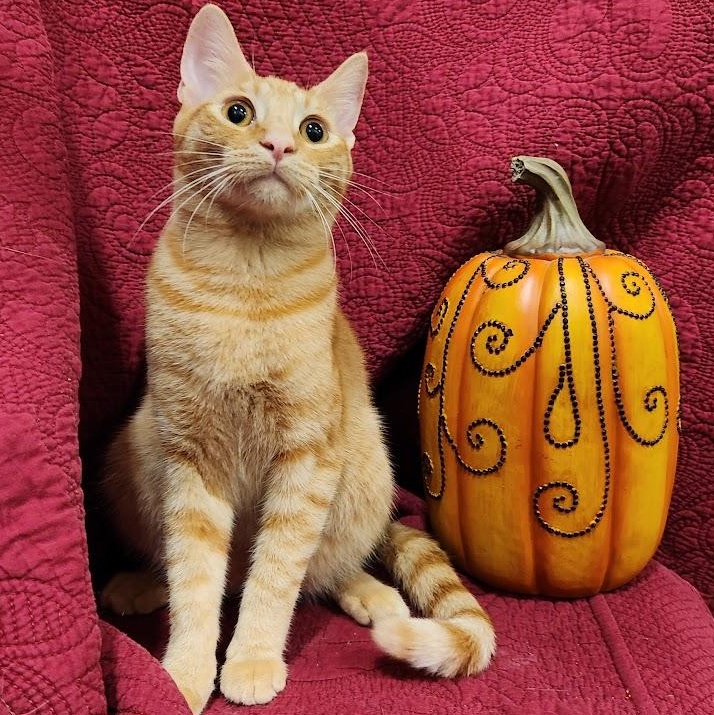 Milo, Adoptable, Kitten Male Tabby & Domestic Short Hair.