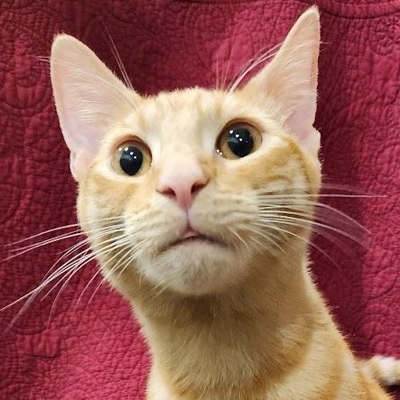 Milo, Adoptable, Kitten Male Tabby & Domestic Short Hair.