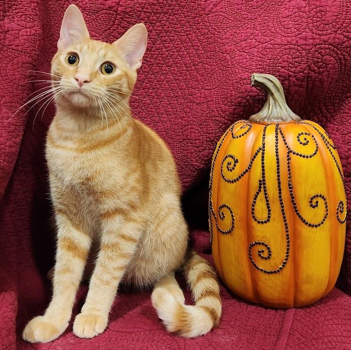 Milo, a Adoptable mixed breed in Sacramento, CA image 3/6