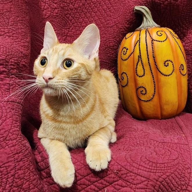 Milo, a Adoptable mixed breed in Sacramento, CA image 4/6