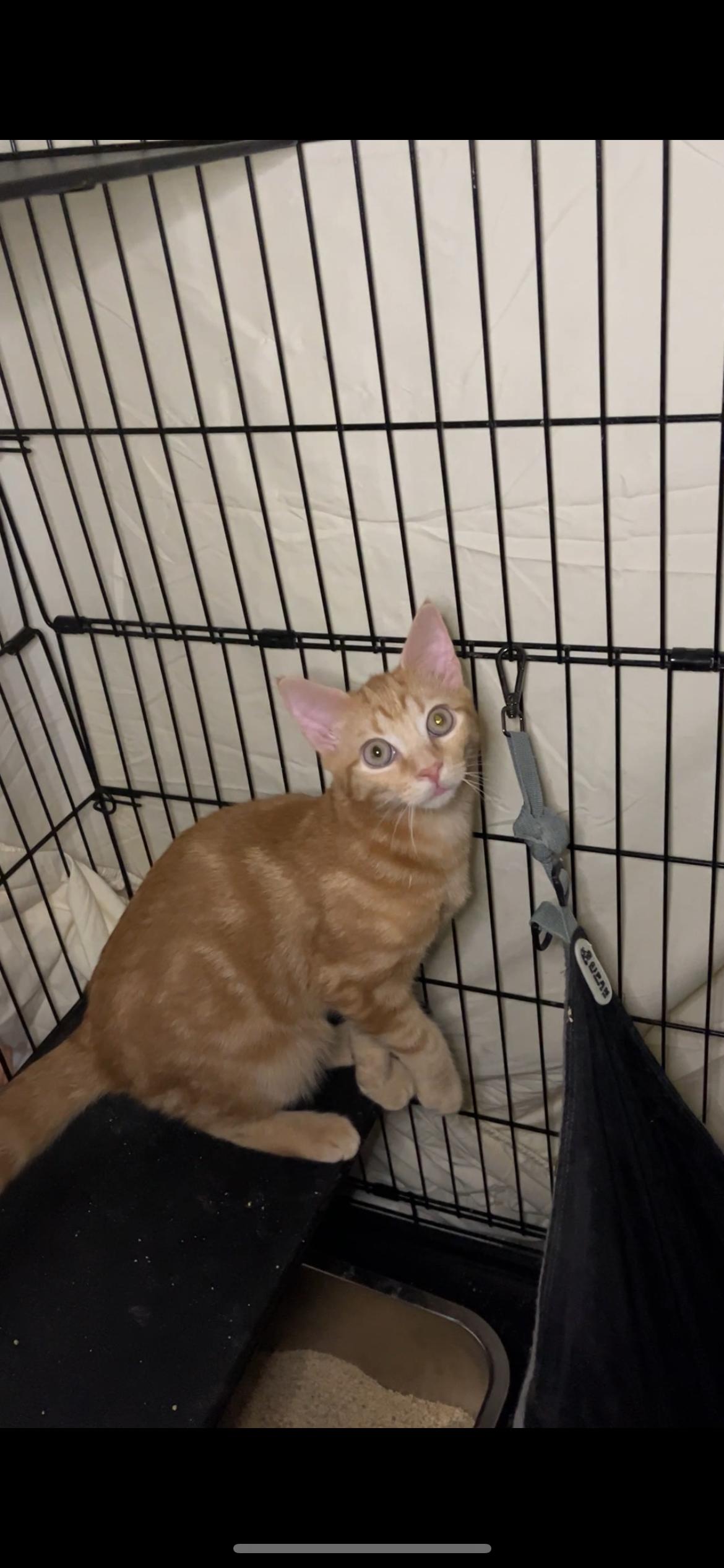 FEISTY, FANCY, & FAITHFUL