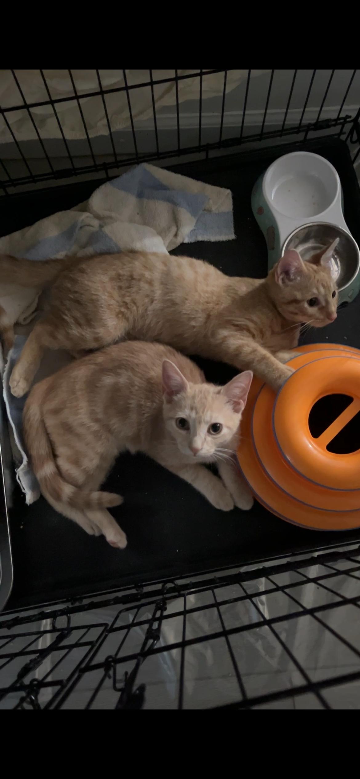 FEISTY, FANCY, & FAITHFUL