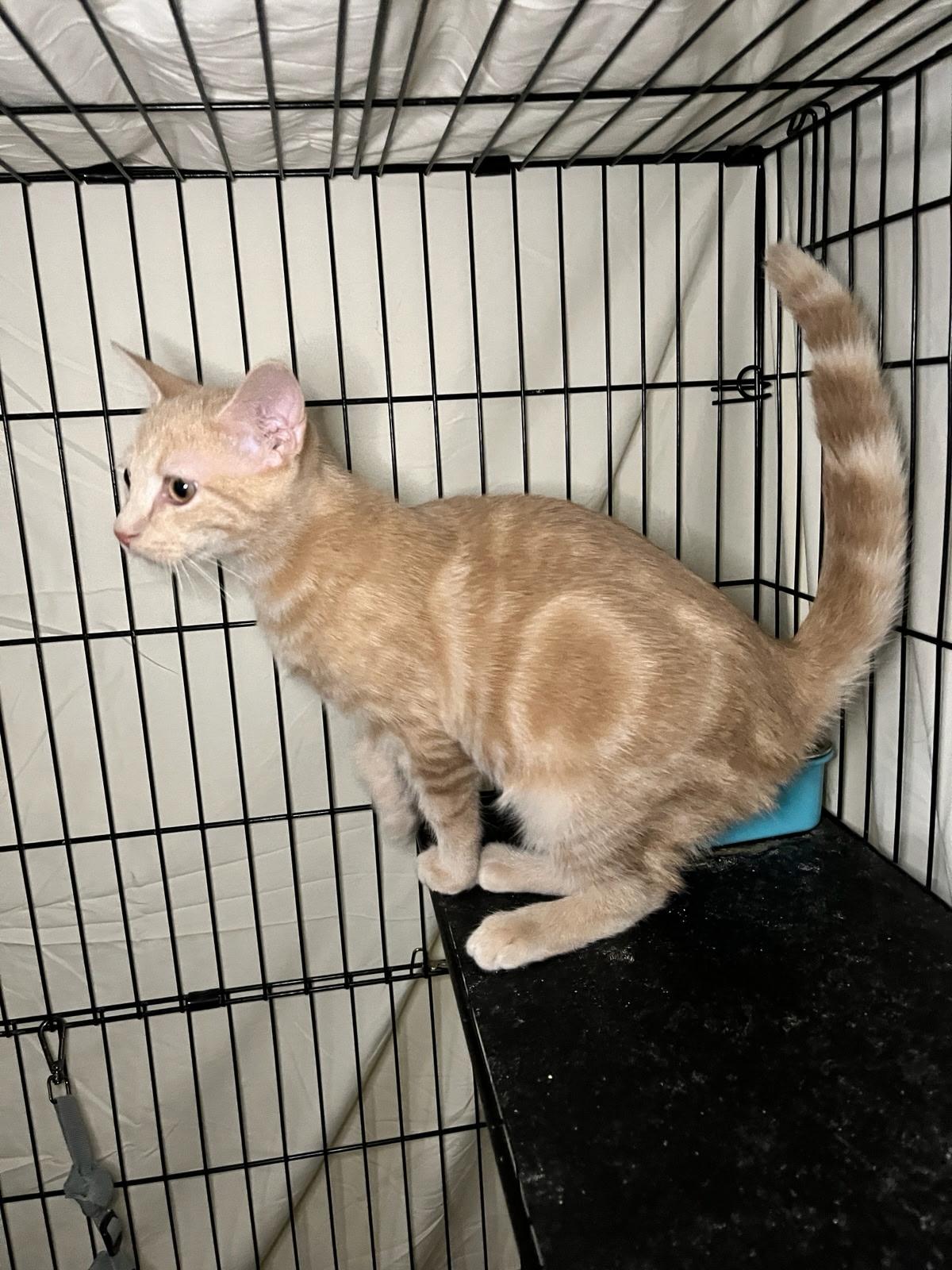 FEISTY, FANCY, & FAITHFUL