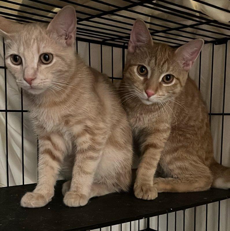 FEISTY, FANCY, & FAITHFUL