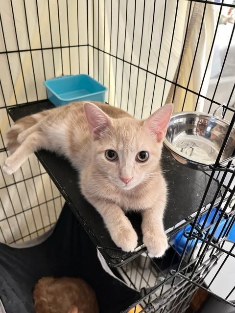 FEISTY, FANCY, & FAITHFUL