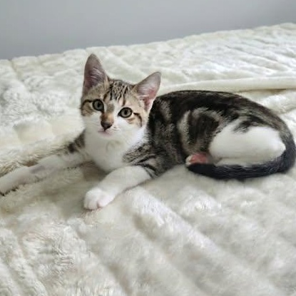 NUTMEG, a Adoptable Domestic Short Hair in Campbell River, BC image 3/6