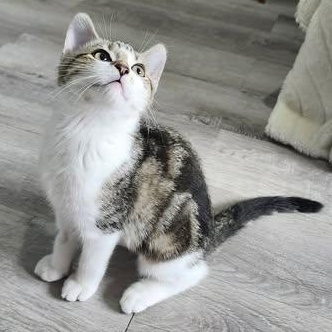 NUTMEG, a Adoptable Domestic Short Hair in Campbell River, BC image 5/6