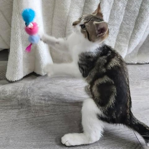 NUTMEG, a Adoptable Domestic Short Hair in Campbell River, BC image 4/6