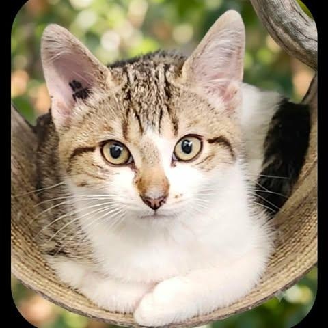 NUTMEG, Adoptable, Kitten Female Domestic Short Hair.