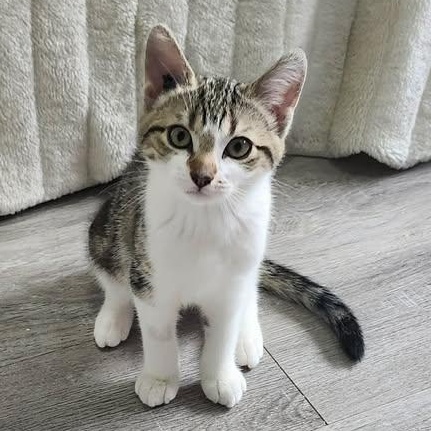 NUTMEG, a Adoptable Domestic Short Hair in Campbell River, BC image 6/6