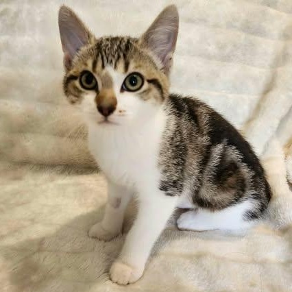 NUTMEG, a Adoptable Domestic Short Hair in Campbell River, BC image 2/6