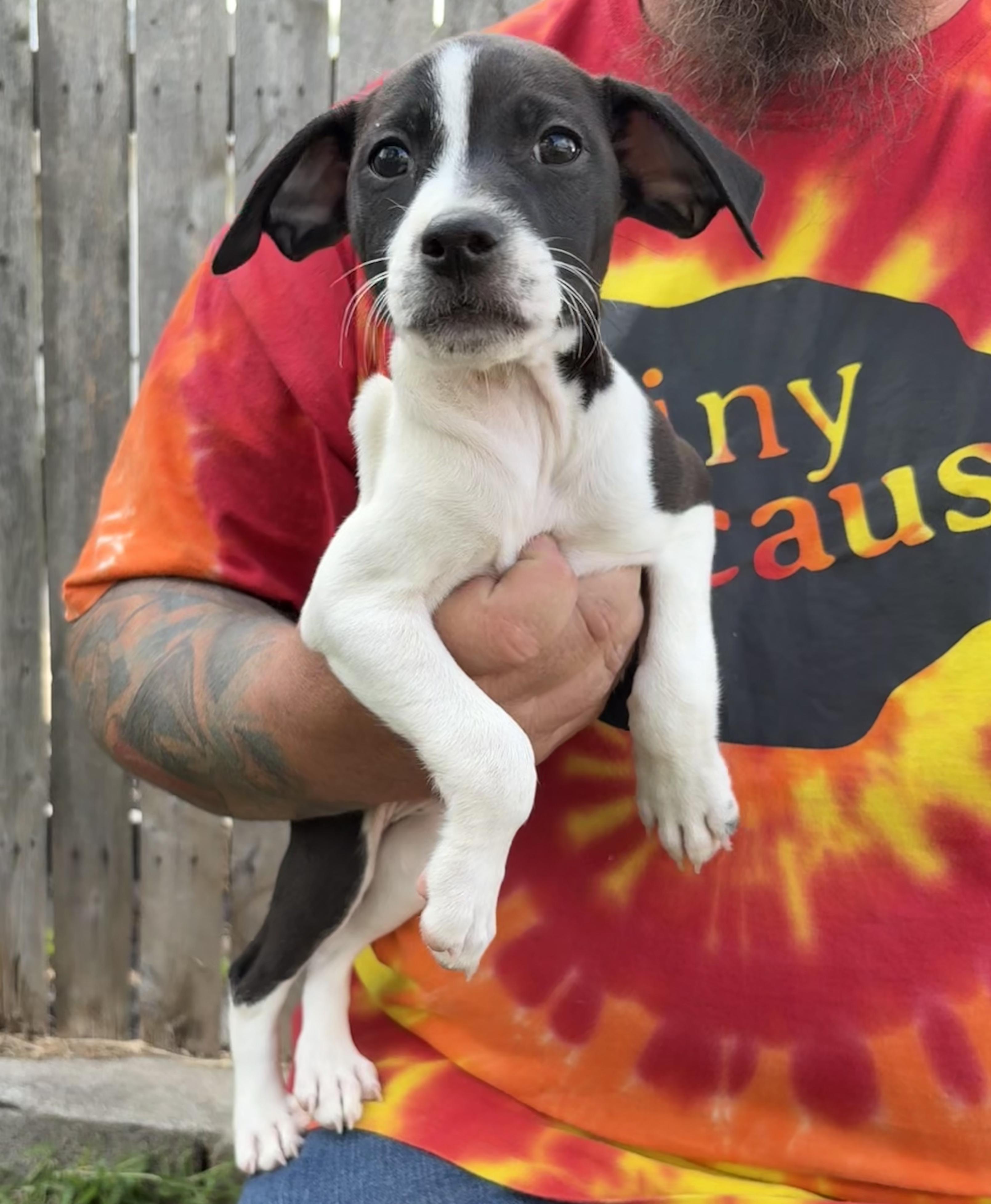 SHASTA. tinycauseadopt@gmail.com