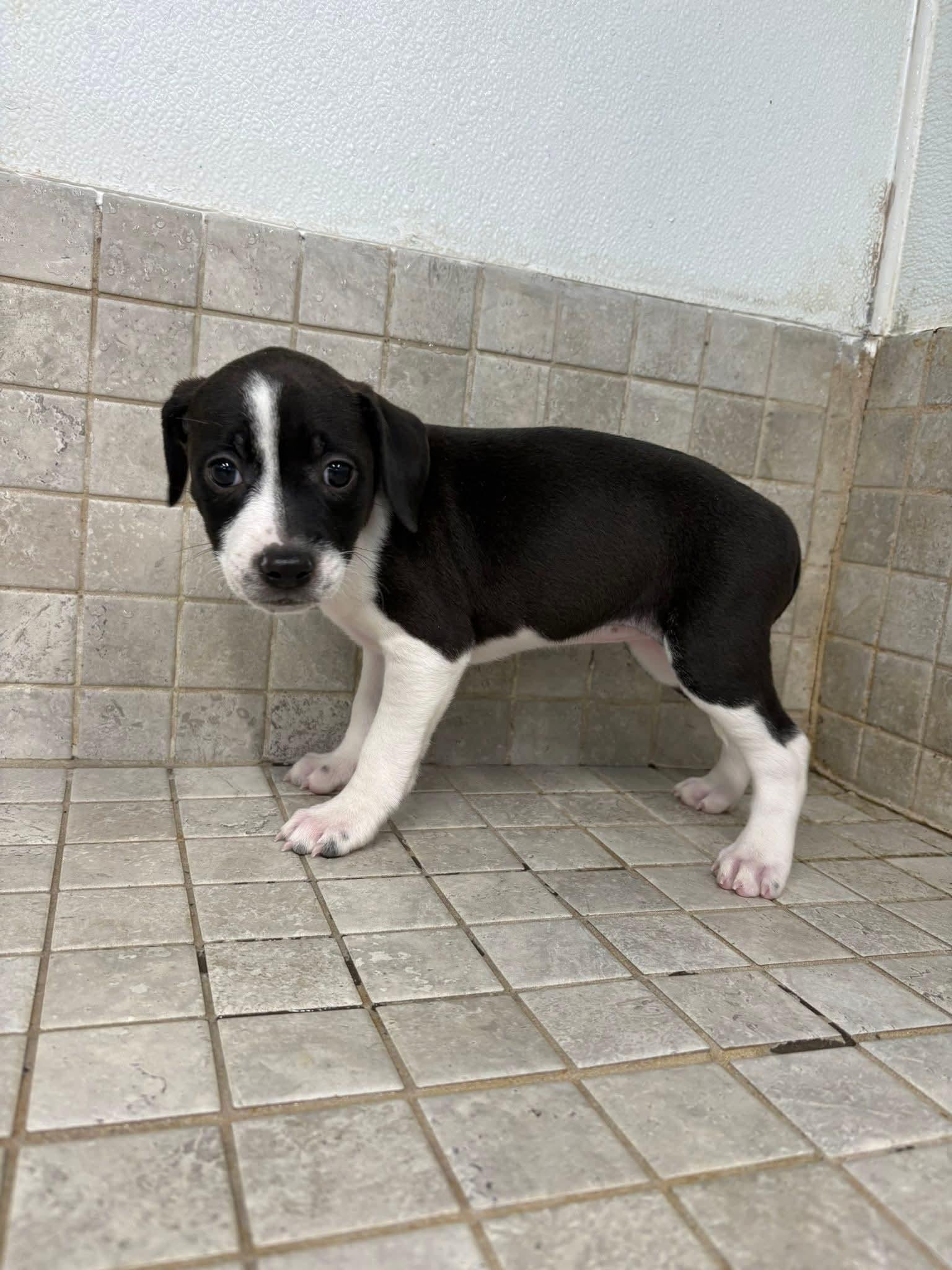 SHASTA. tinycauseadopt@gmail.com