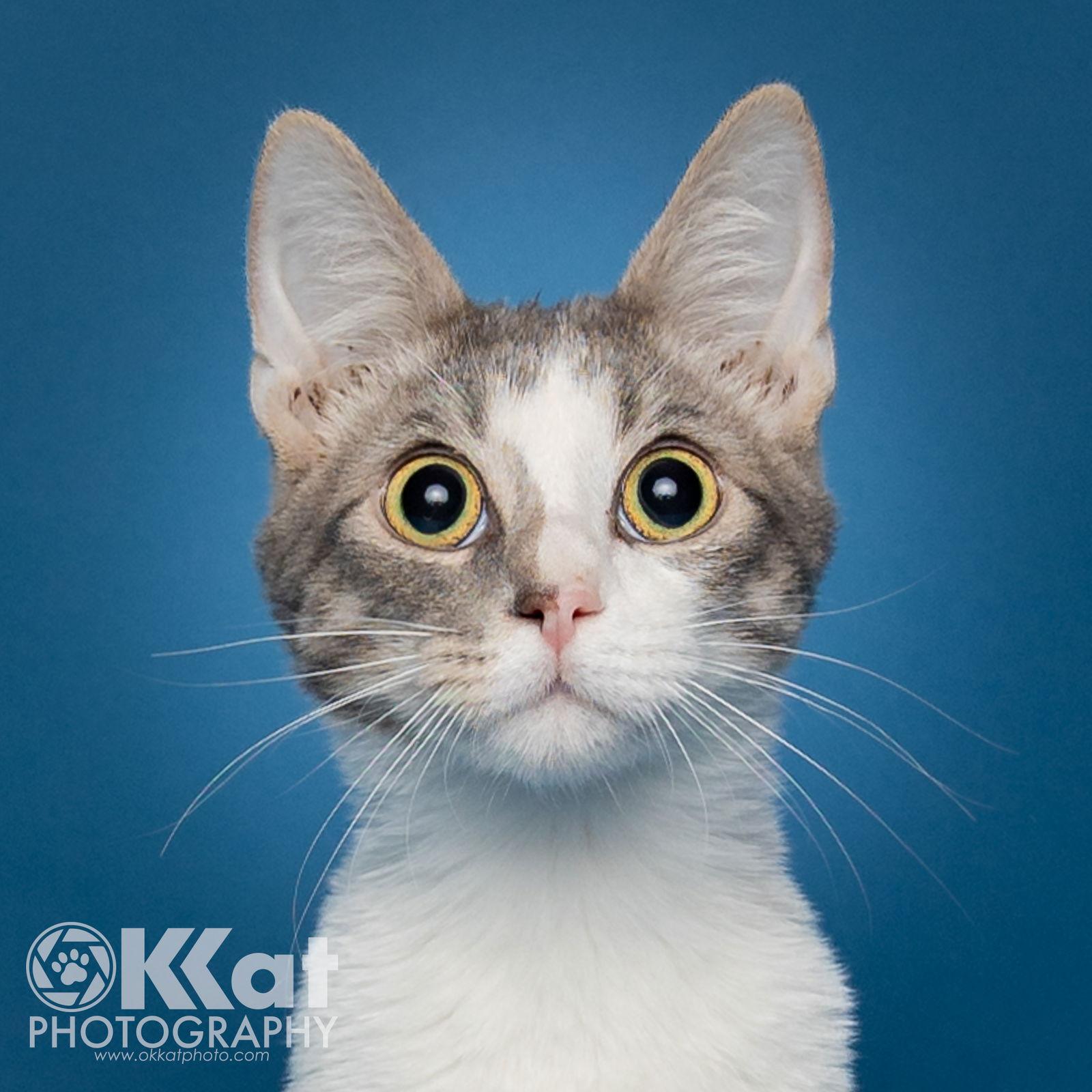 Groot — thumbnail 3