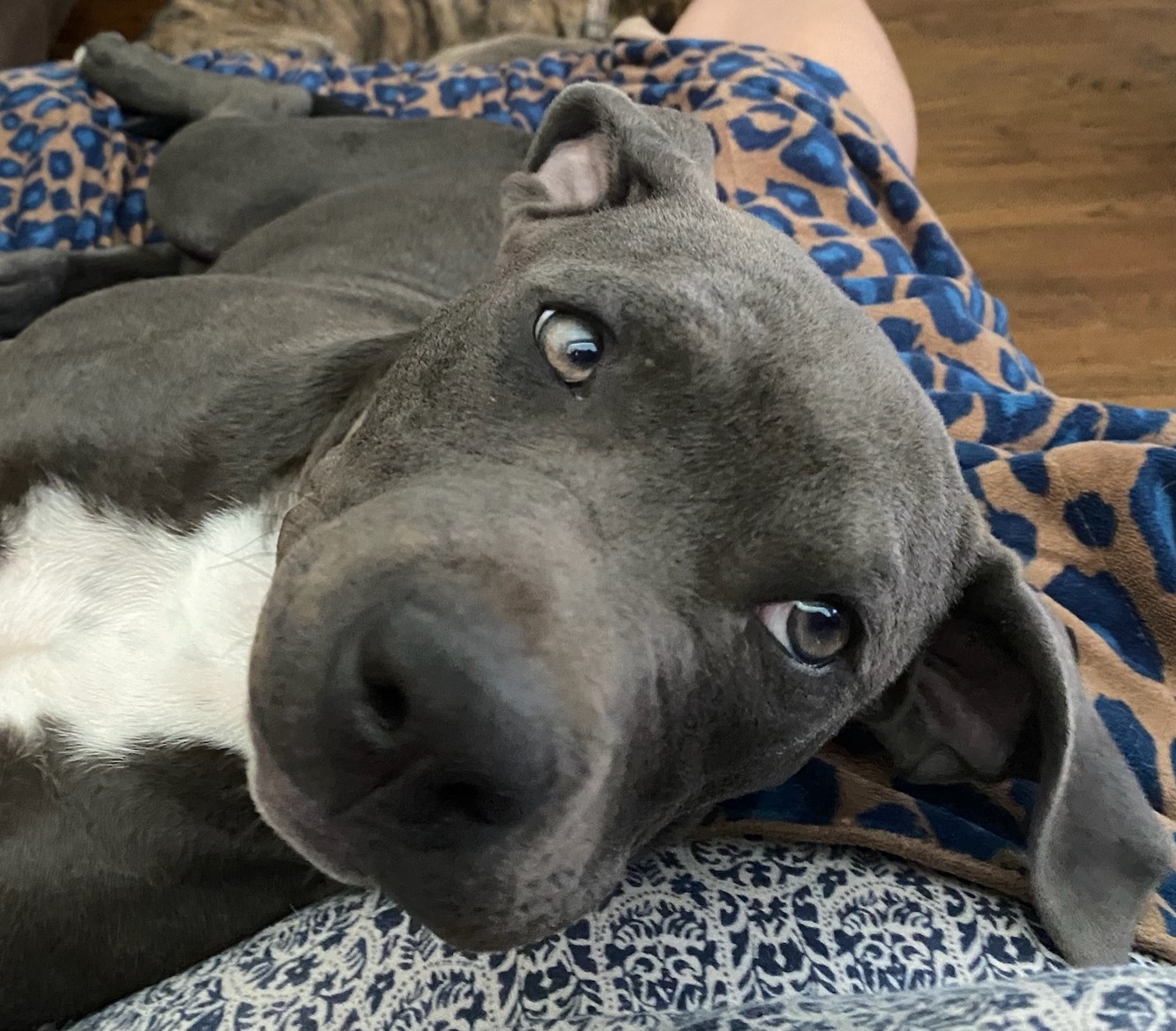 Zoe, Adoptable, Young Female Pit Bull Terrier.