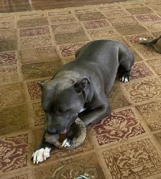 Enlarge Zoe, a Adoptable Pit Bull Terrier in Fresno, CA image 2/3