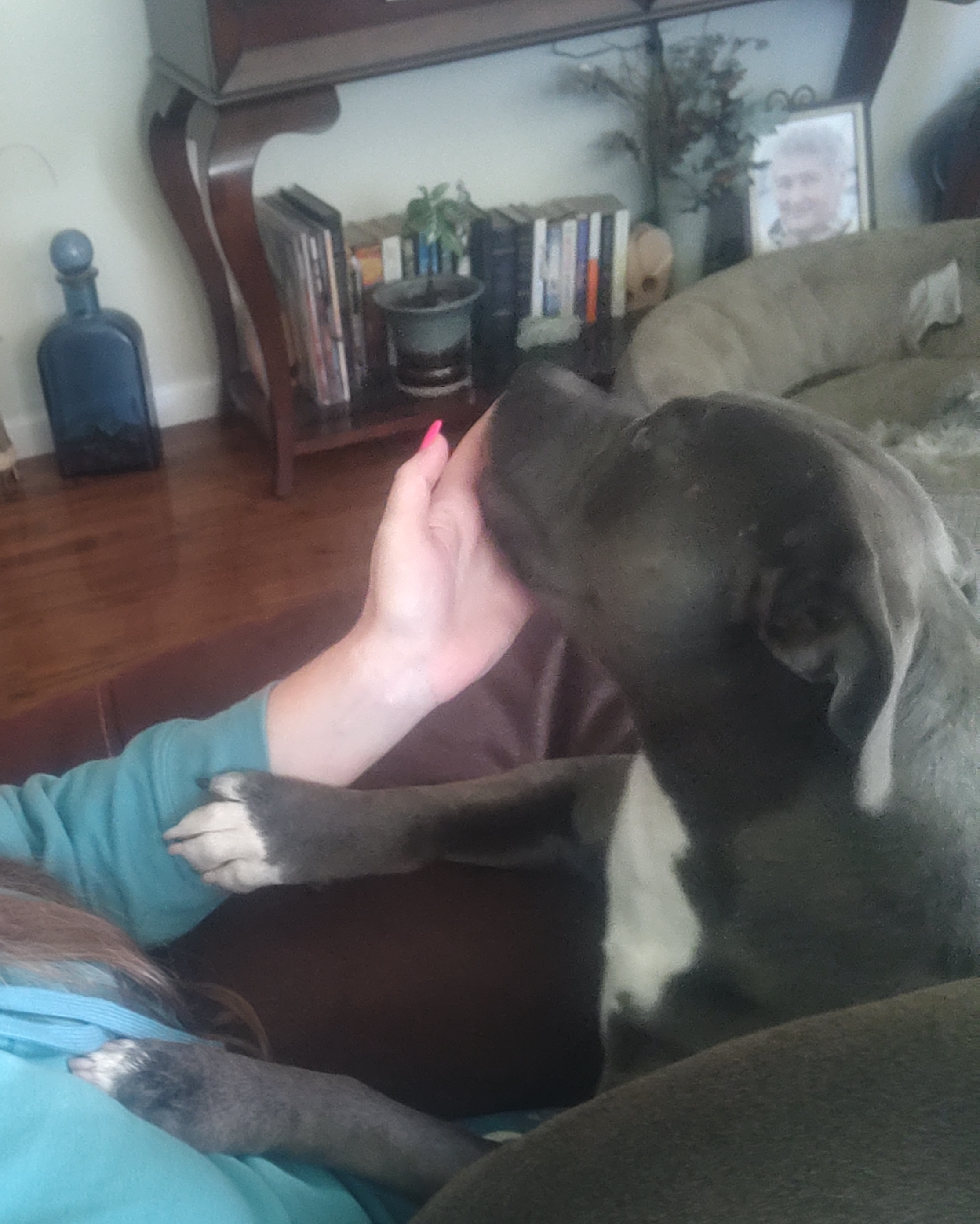 Enlarge Zoe, a Adoptable Pit Bull Terrier in Fresno, CA image 3/3