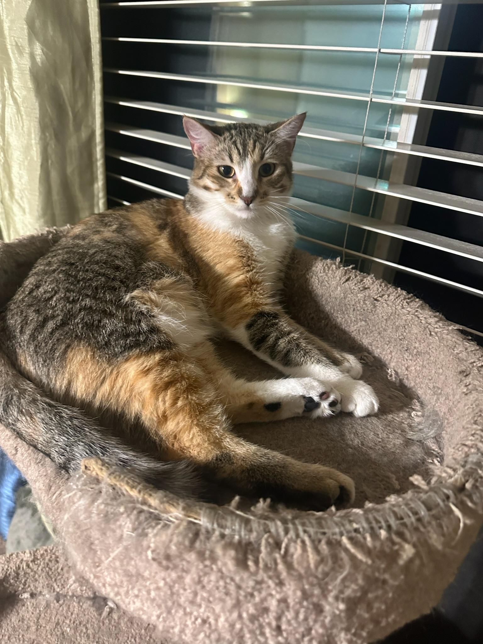 Enlarge Daphne, a Adoptable Domestic Short Hair in Visalia, CA image 1/6