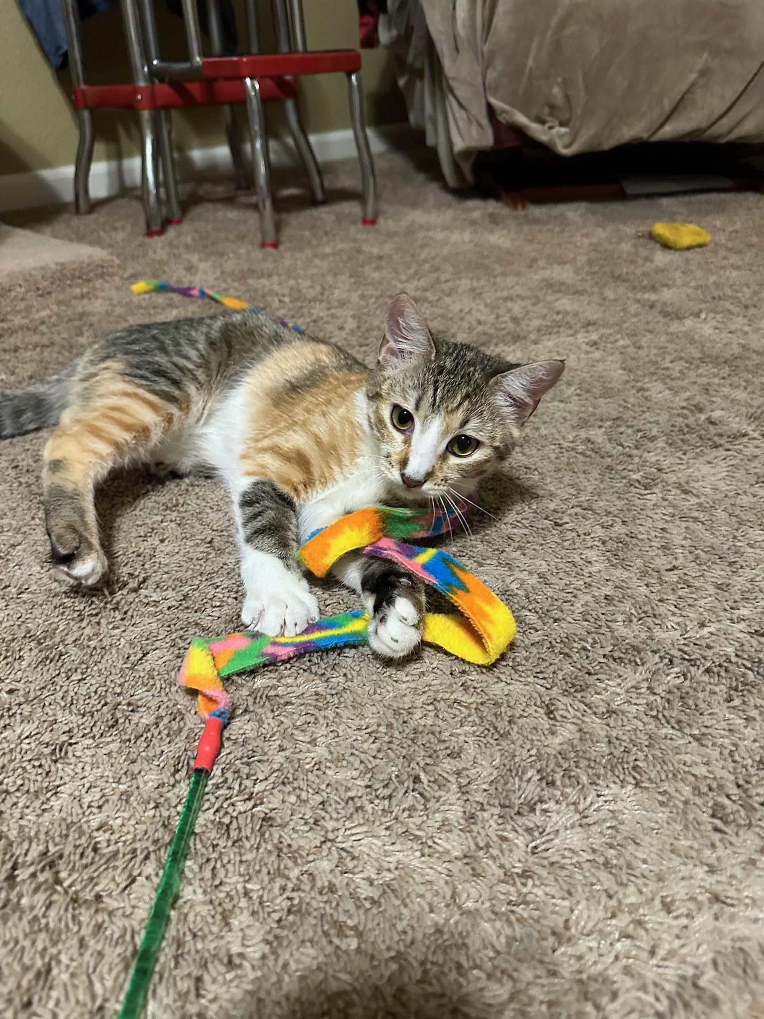 Daphne, Adoptable, Kitten Female Domestic Short Hair.