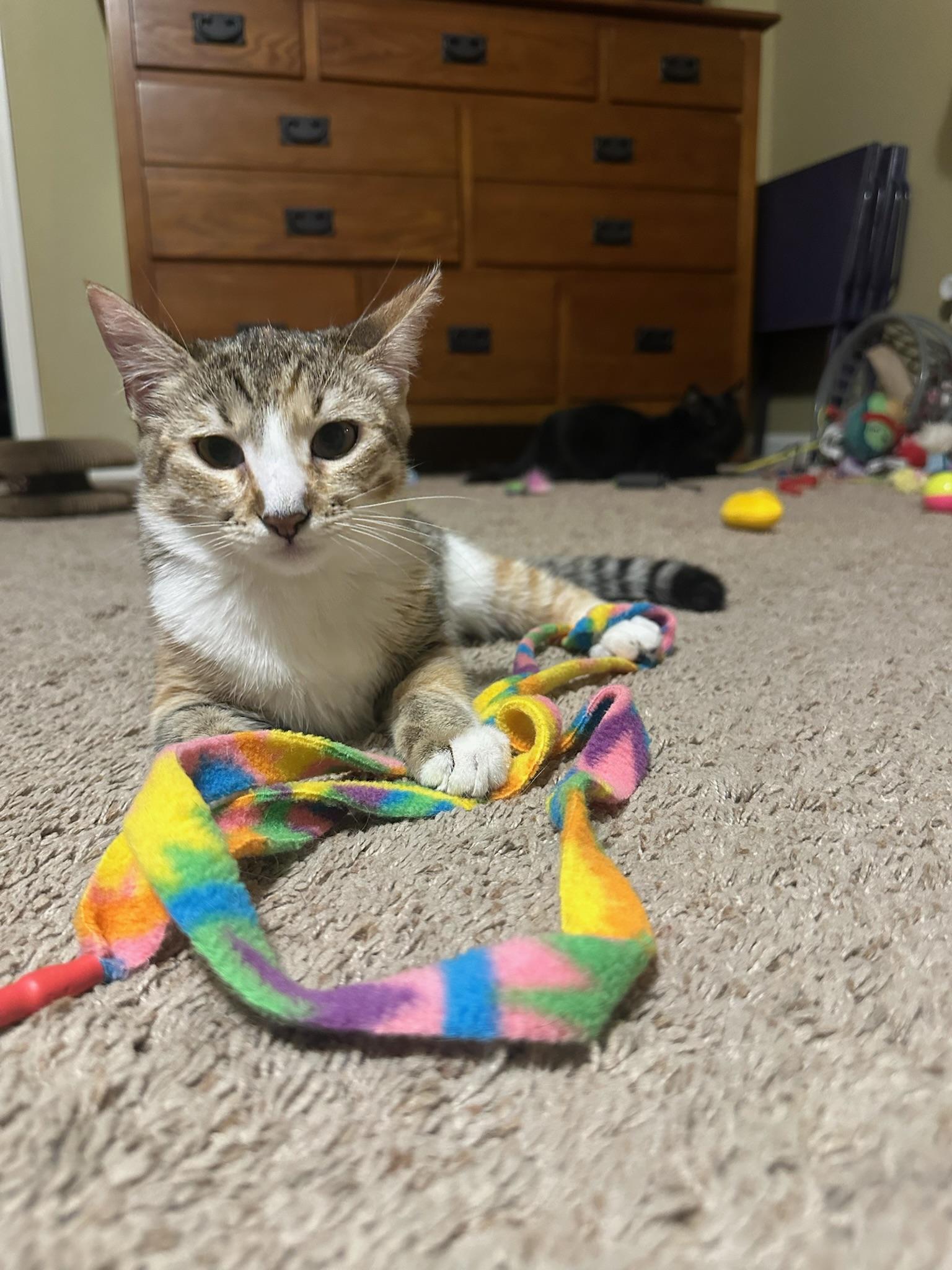 Enlarge Daphne, a Adoptable Domestic Short Hair in Visalia, CA image 3/6