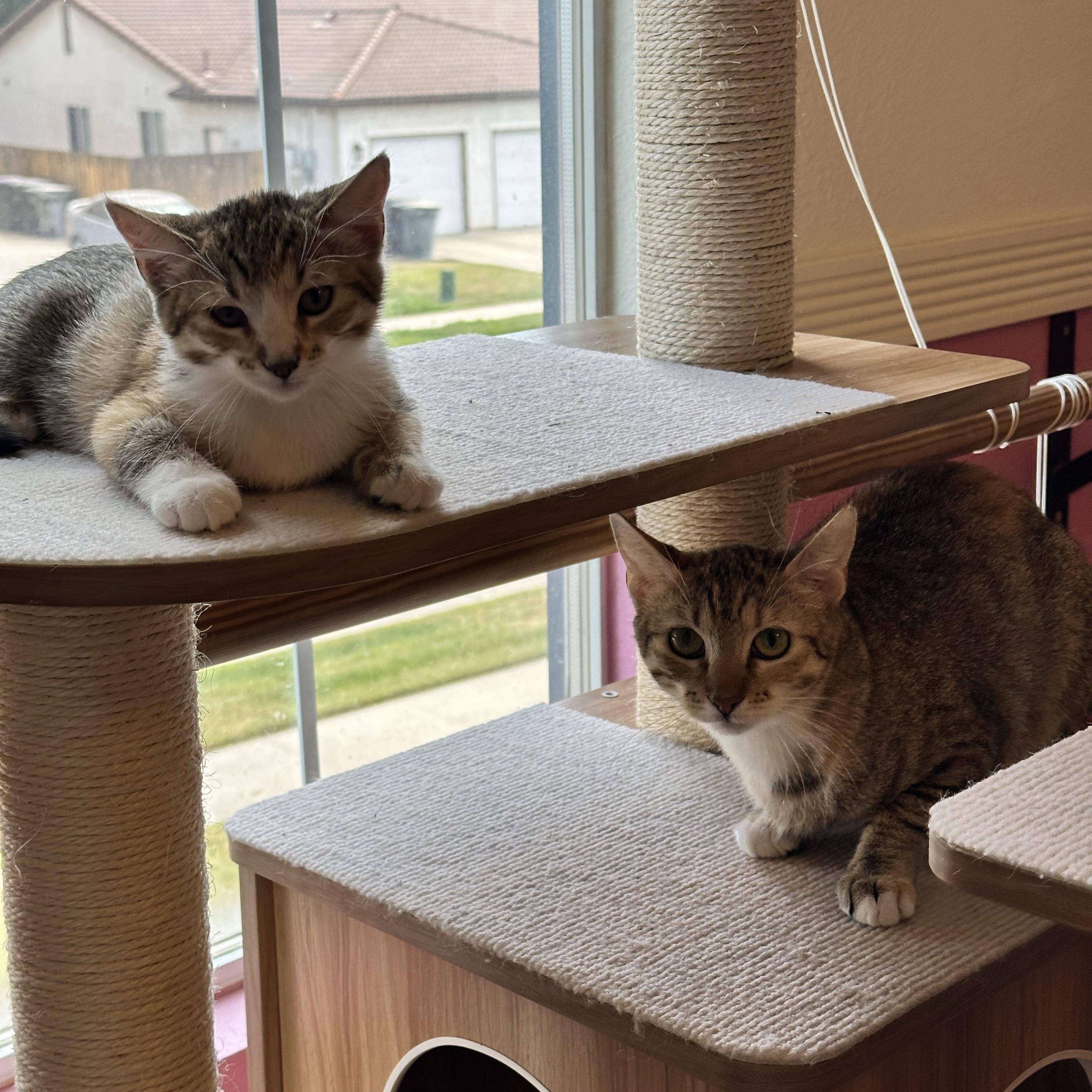 Enlarge Daphne, a Adoptable Domestic Short Hair in Visalia, CA image 5/6