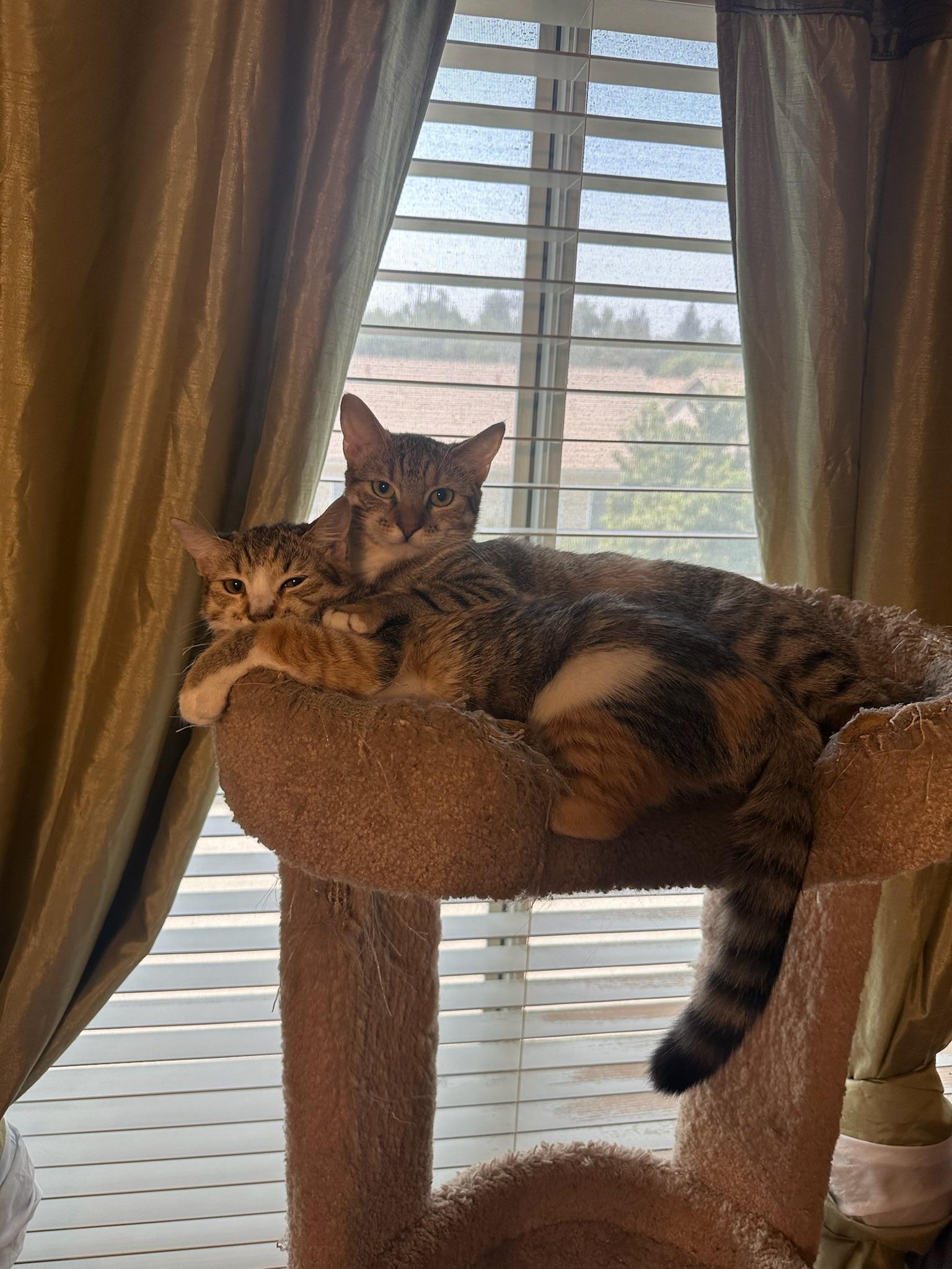 Enlarge Daphne, a Adoptable Domestic Short Hair in Visalia, CA image 2/6