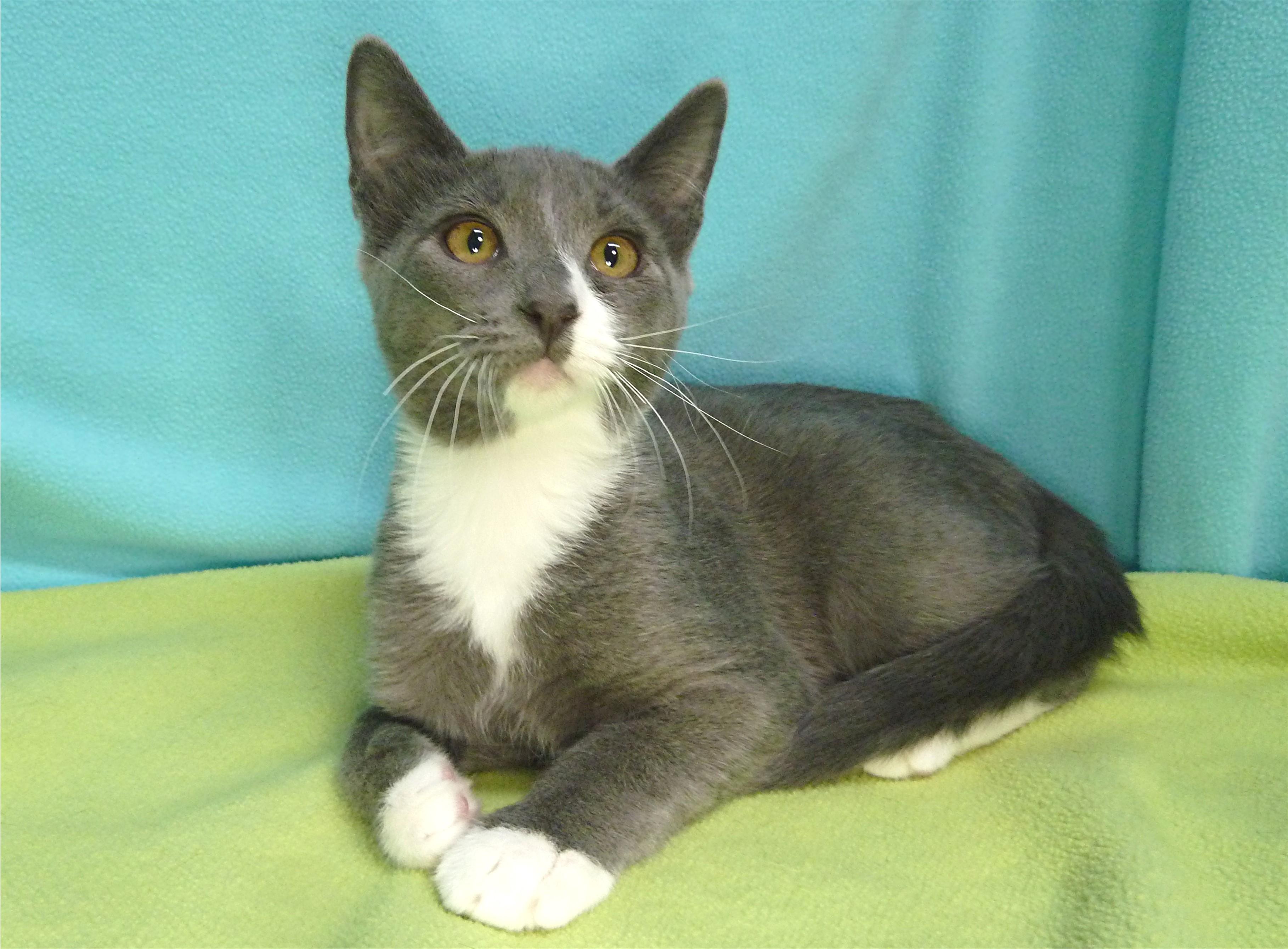 Gray, a Adoptable mixed breed in Hermosa Beach, CA image 3/5