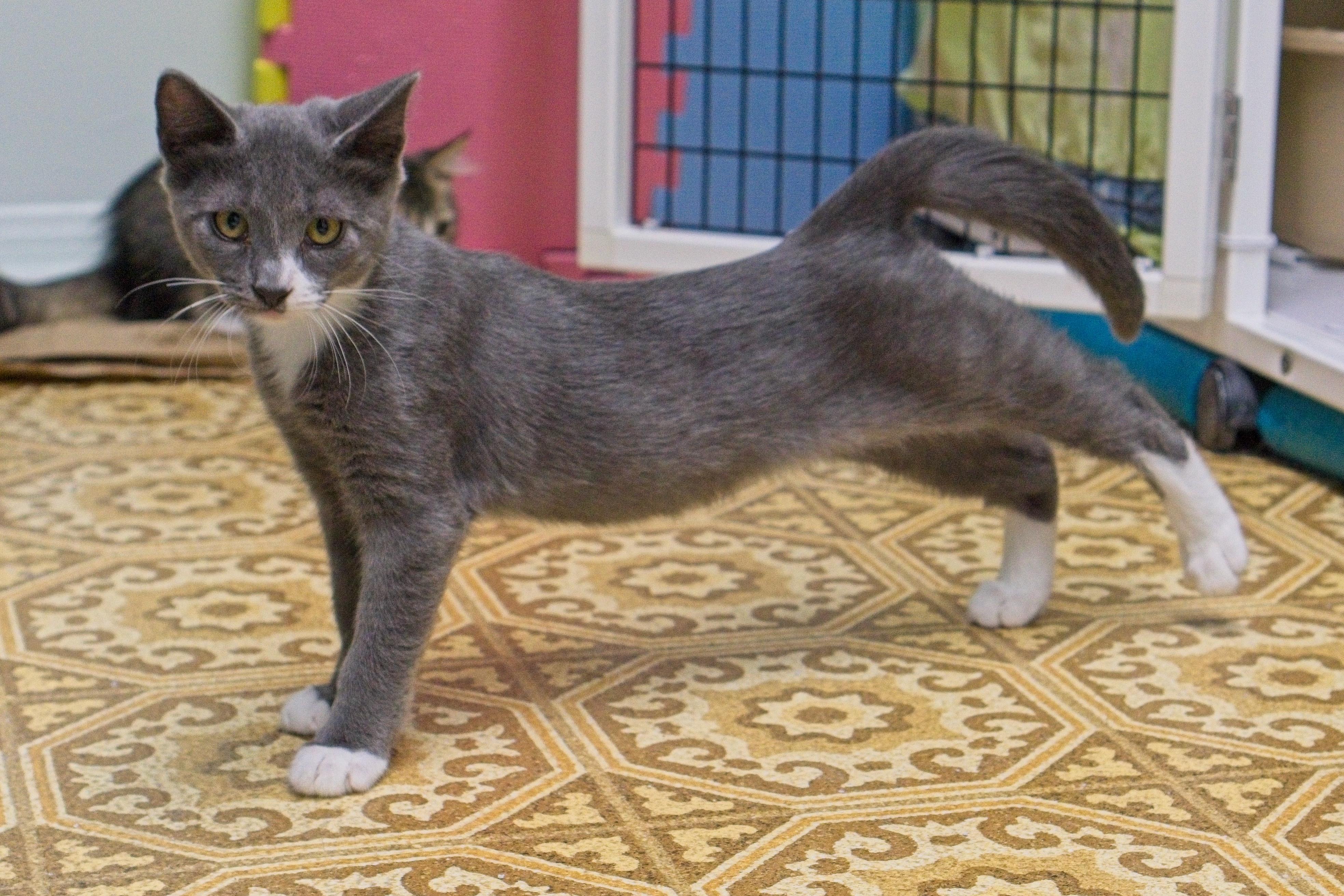 Gray, a Adoptable mixed breed in Hermosa Beach, CA image 2/5