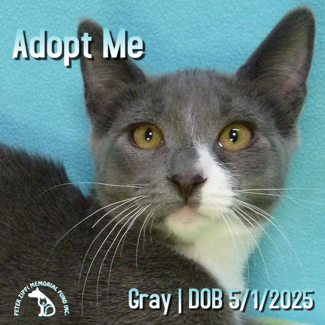 Gray, Adoptable, Young Male Domestic Short Hair & American Shorthair.