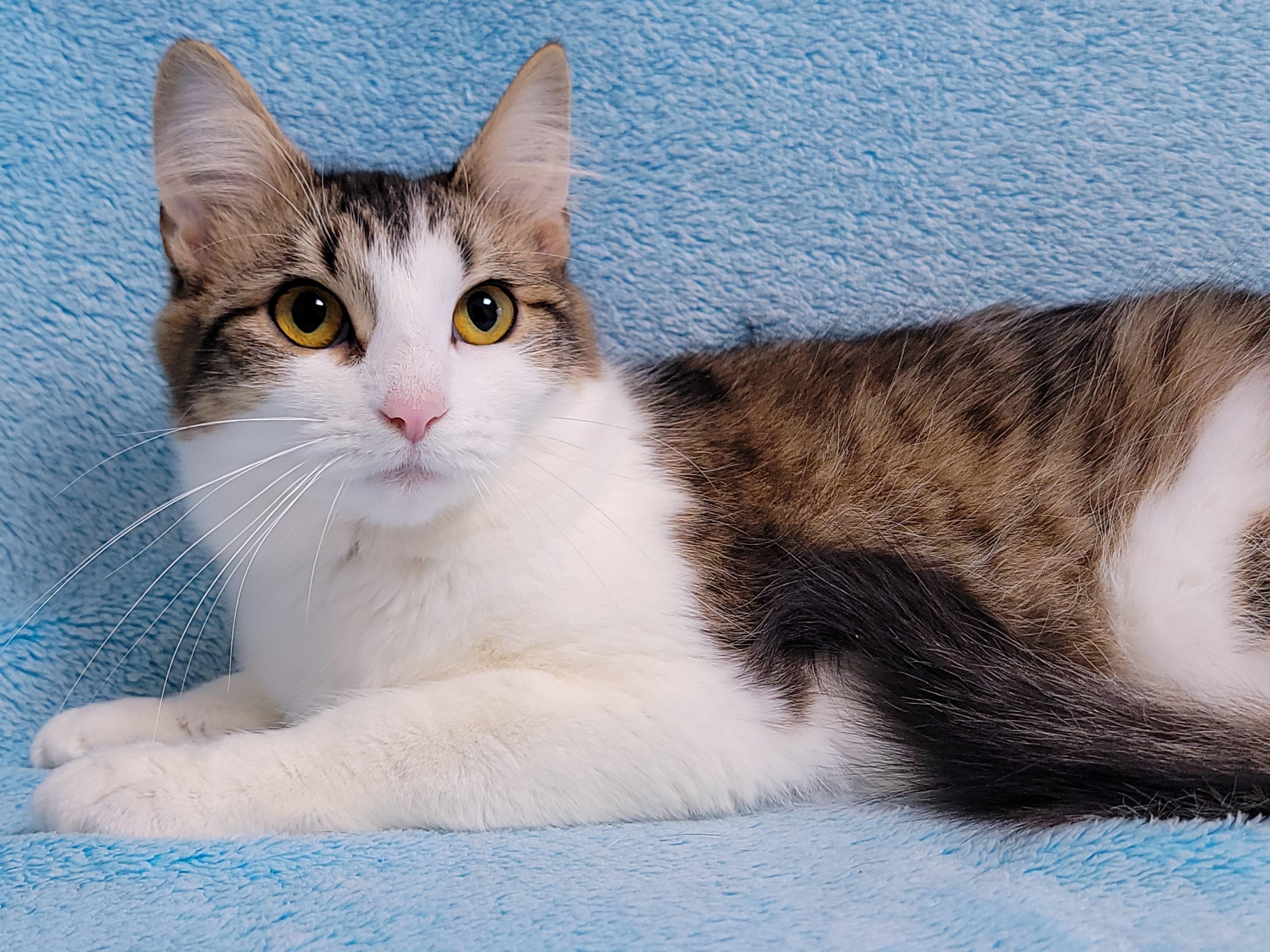 Batwoman, ADOPTABLE, Adult Female Domestic Medium Hair.