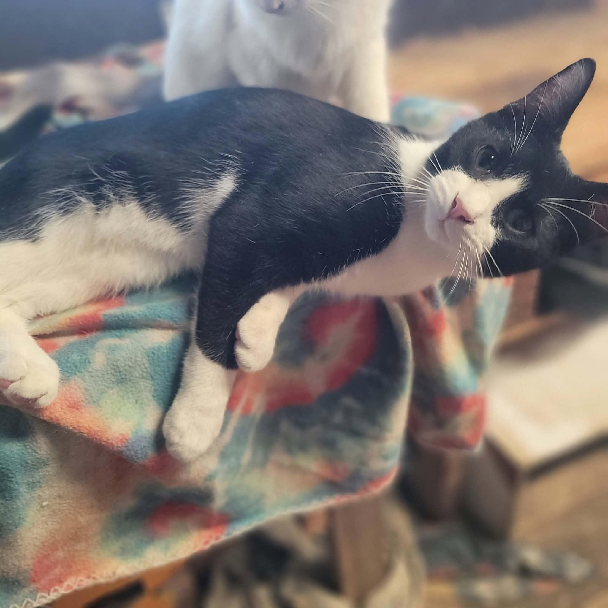 Enlarge Splash, a Adoptable Domestic Short Hair in Dakota, IL image 2/4