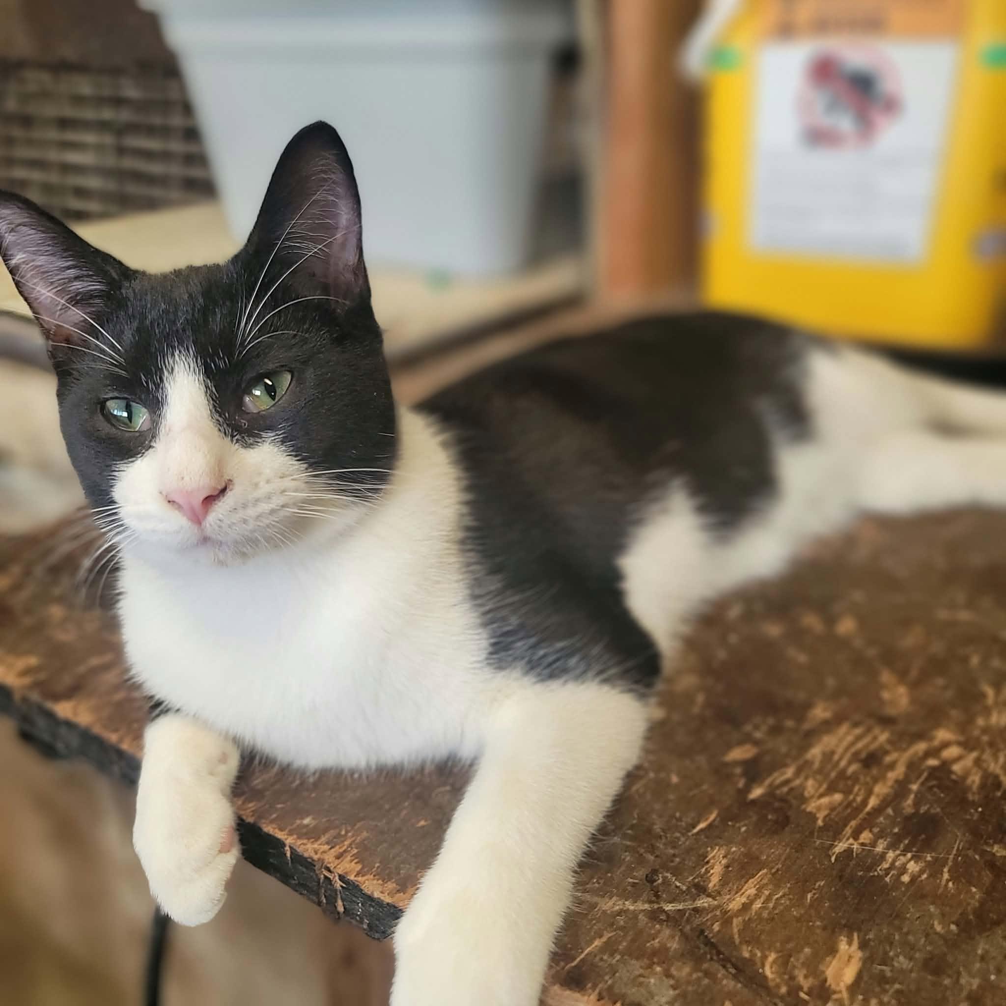 Splash, Adoptable, Young Male Domestic Short Hair.