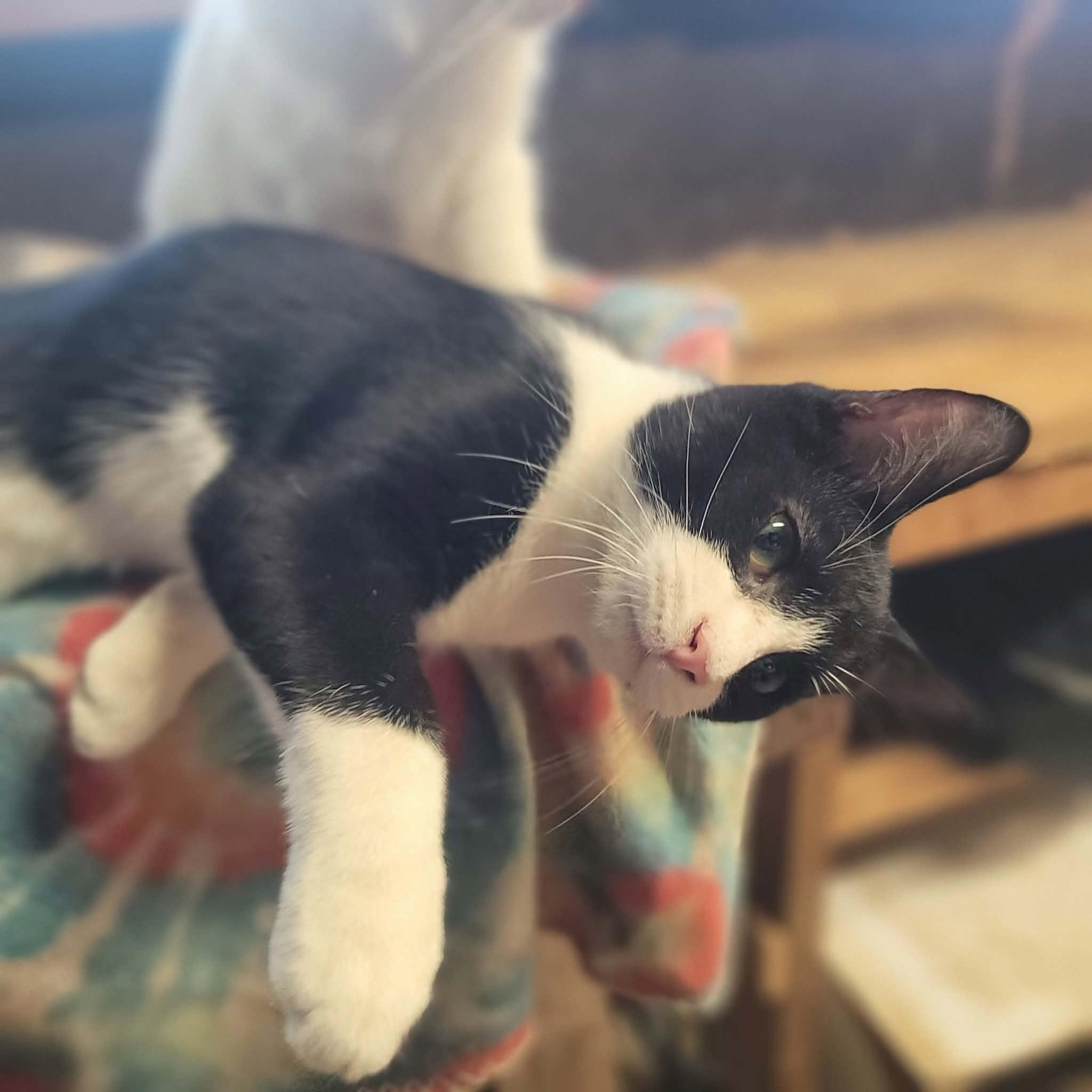 Enlarge Splash, a Adoptable Domestic Short Hair in Dakota, IL image 4/4