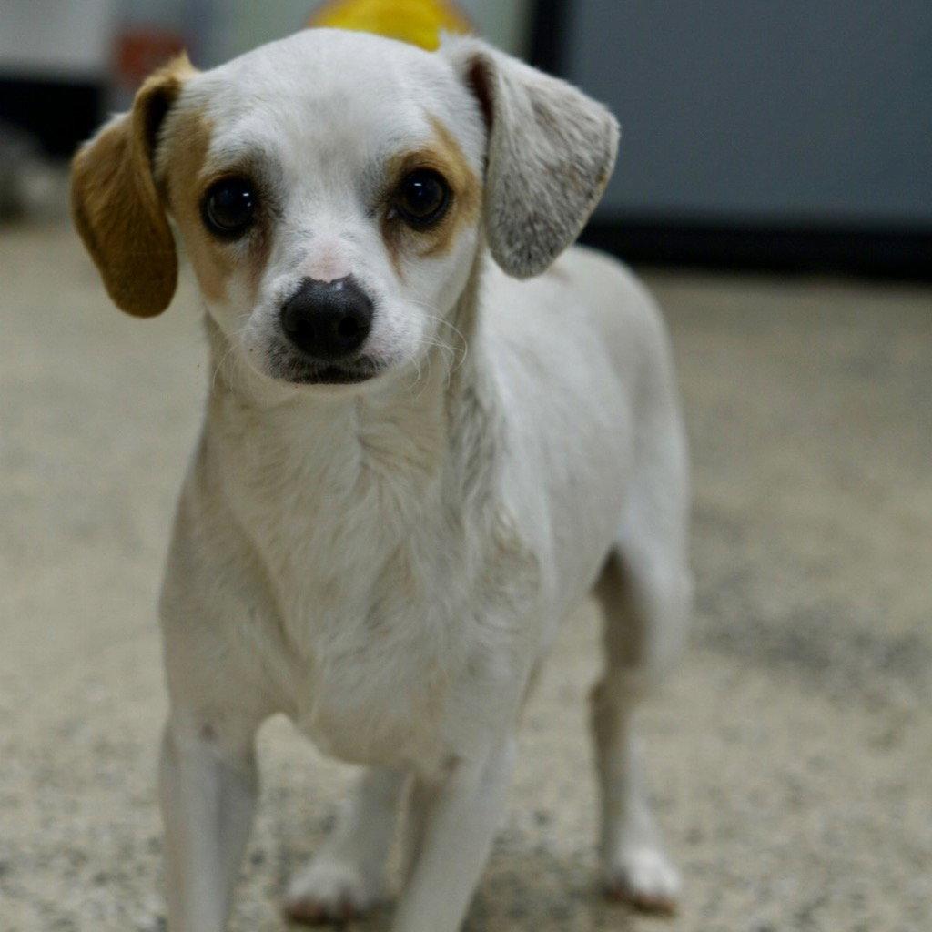 Hank, Adoptable, Adult Male Chihuahua.