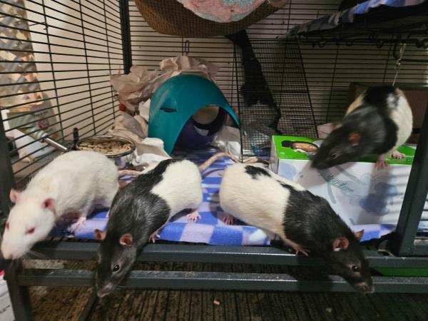 Eddy & Jimmy, a Adoptable Rat in Bristol, CT image 2/3