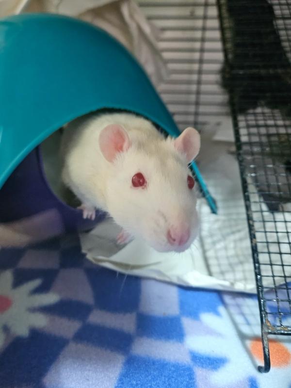 Eddy & Jimmy, Adoptable, Adult Male Rat.