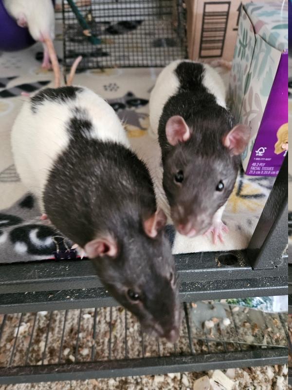Eddy & Jimmy, a Adoptable Rat in Bristol, CT image 3/3